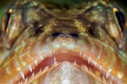Getting personal with a Lizardfish. by Steve De Neef 
